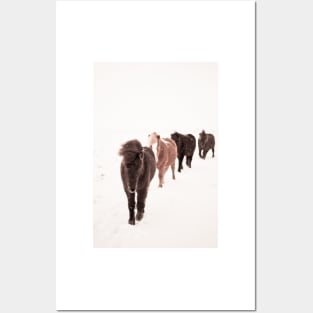 Icelandic Horses Walking Posters and Art